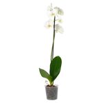 Orquidea-Phalaenopsis-Tallo-1-30805