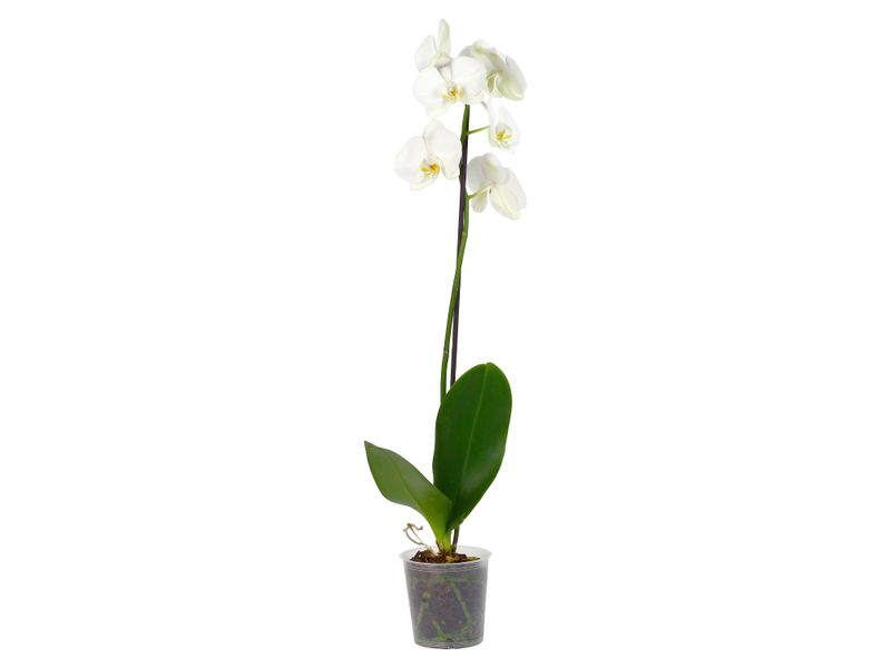 Orquidea-Phalaenopsis-Tallo-1-30805