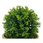 Planta-Mainstays-Tipo-Arbusto-Con-Canasta-16-5cm-2-56623