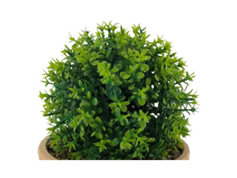 Planta-Mainstays-Tipo-Arbusto-Con-Canasta-16-5cm-2-56623