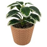 Planta-Mainstays-Artificial-Con-Canasta-19cm-1-56622