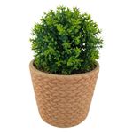Planta-Mainstays-Tipo-Arbusto-Con-Canasta-16-5cm-1-56623