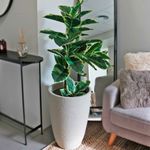 Maceta-Marca-Mainstays-Con-Textura-De-Cemento-7-48329
