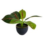Maceta-Mainstays-cer-mica-con-planta-Modelo-KB222-102033-3-1-55866