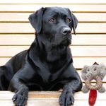 Peluche-Ol-Roy-Elefante-Para-Perro-5-52586