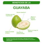 Guayaba-Tailandesa-Libra-2-Unidades-Por-Lb-Aproximadamente-3-43971