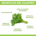 Cilantro-Beluga-Hierbas-Frescas-1-Unidad-3-29458