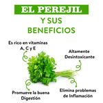 Cilantro-Manojo-Unidad-3-52975