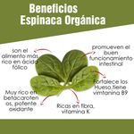 Espinaca-Baby-Organica-8-Onzas-3-30721
