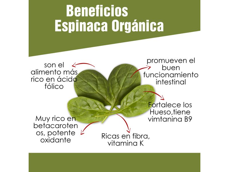 Espinaca-Baby-Organica-8-Onzas-3-30721