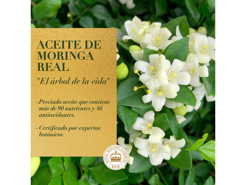 Shampoo-Y-Acondicionador-Herbal-Essences-bio-renew-Aceite-De-Moringa-Brillo-Y-Suavidad-Kit-400-ml-400-ml-5-44309