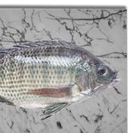 Mojarra-Entera-S-Escamas-M-Republic-3lb-5-63701
