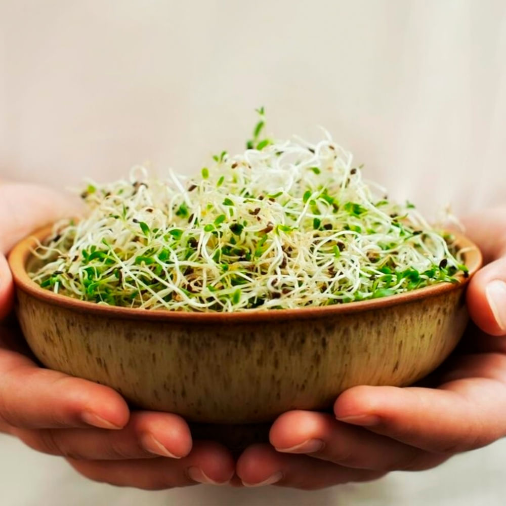 Comprar Alfalfa Express Clamshell - 57 g | Walmart Guatemala
