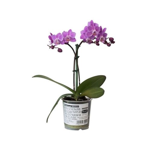 Orquidea Phalaenopsis Mini