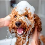 GTIN-7506267913273-03