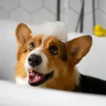 GTIN-7506267913310-05