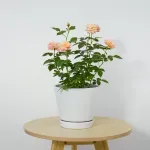 GTIN-6952397403763-06