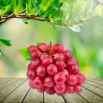 GTIN-0000000046367-03