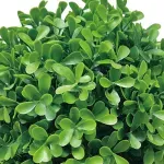 GTIN-6974221246551-03